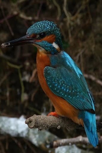 La Rivière